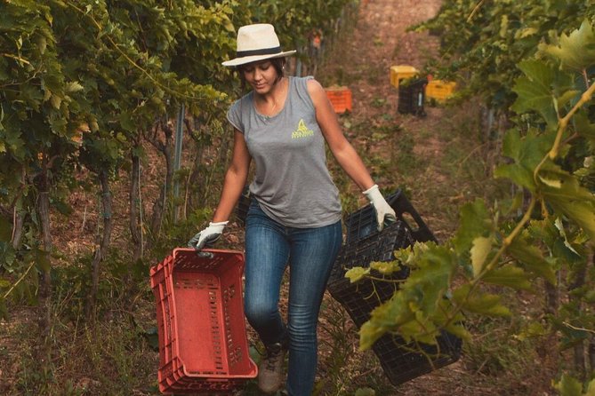 Wine tasting in Vieste - Key Points