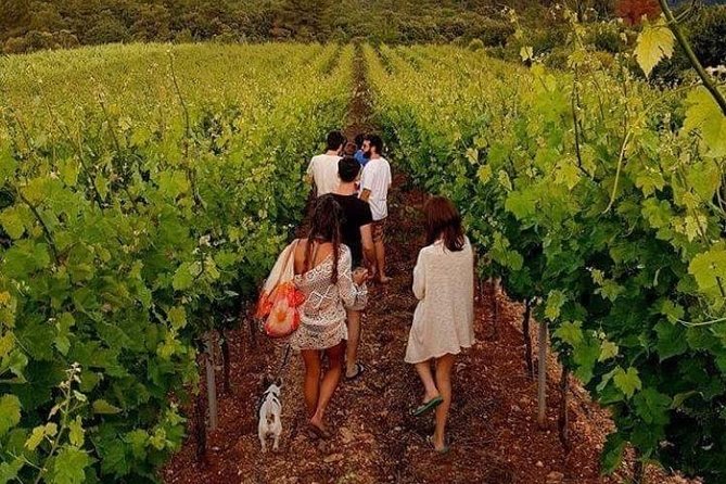 Wine tasting in Vieste - Why This Tour Offers Great Value