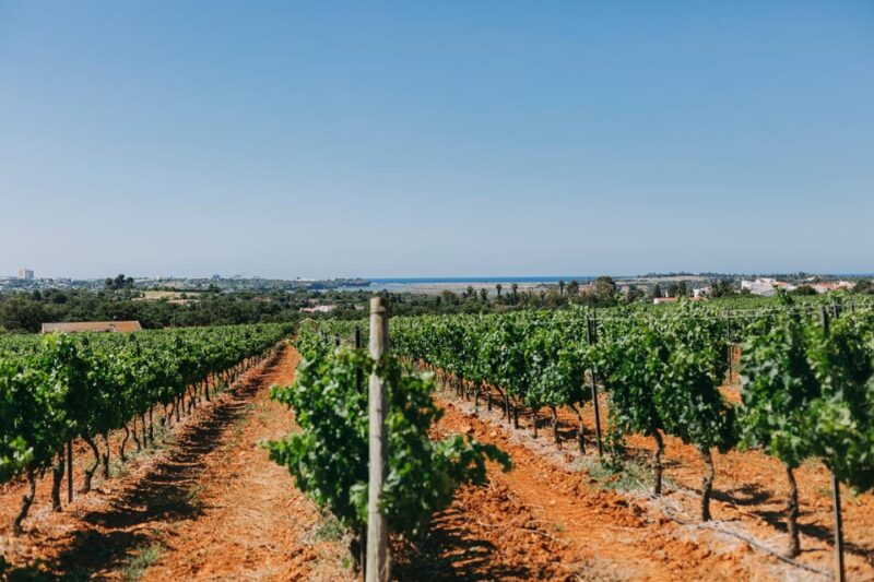Wine Tasting Off-Road Tour - Explore the Algarve Through Off-Road Trails and Wine Tasting
