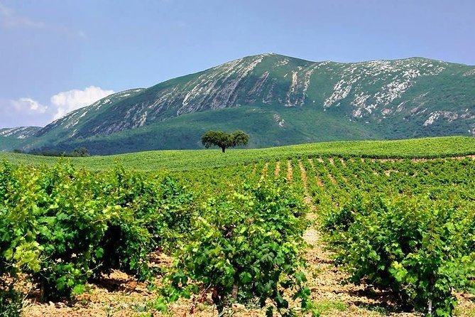 Wine Tasting - Private Half-Day Tour - Climbing Arrábida Mountain for Spectacular Coastal Views