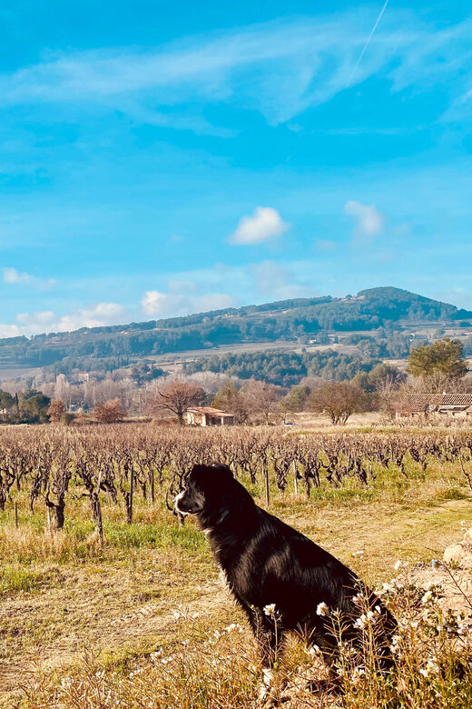 Wine Tasting Saint-Florent & Patrimonio - Discover Corsica’s Wine in a Private Vineyard Tour
