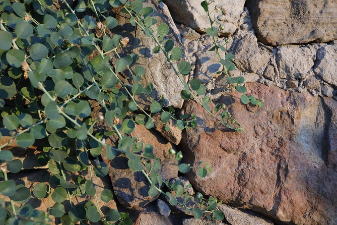 Wine tasting THE CLASSICS - Gastronomic Pairings with Local Delights