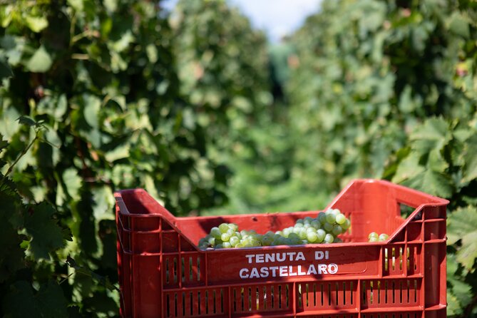 Wine tasting THE CLASSICS - Sustainability and Local Commitment