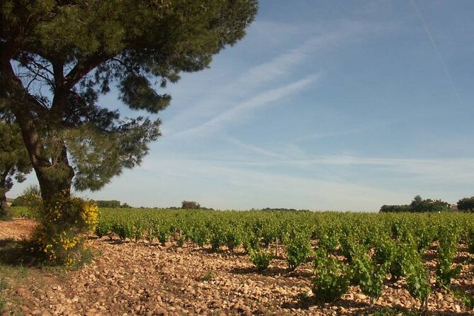 Wine Tasting Tour at Châteauneuf du Pape - Key Points