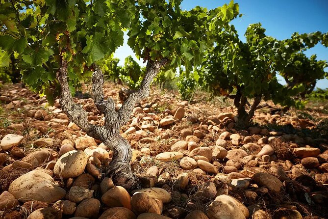 Wine Tasting Tour at Châteauneuf du Pape - Discovering Châteauneuf du Pape’s Unique Landscape