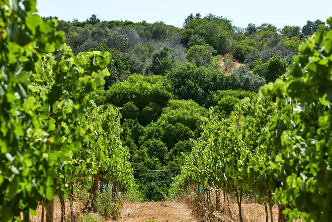 Wine Tasting Tour in Algarve Winery - Enjoy a Private Wine Tasting Tour at Quinta dos Sentidos in Algarve