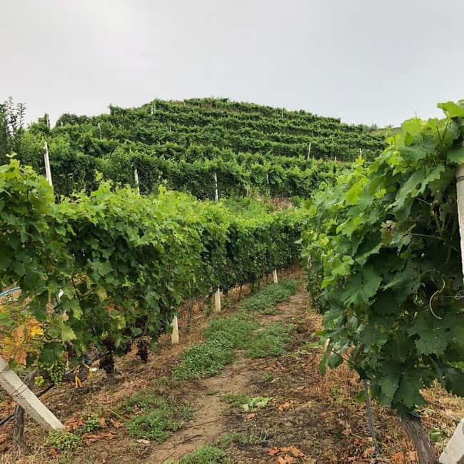 Wine tasting tour, Optional wine yard tour and kayak rides - Practical Details and Logistics