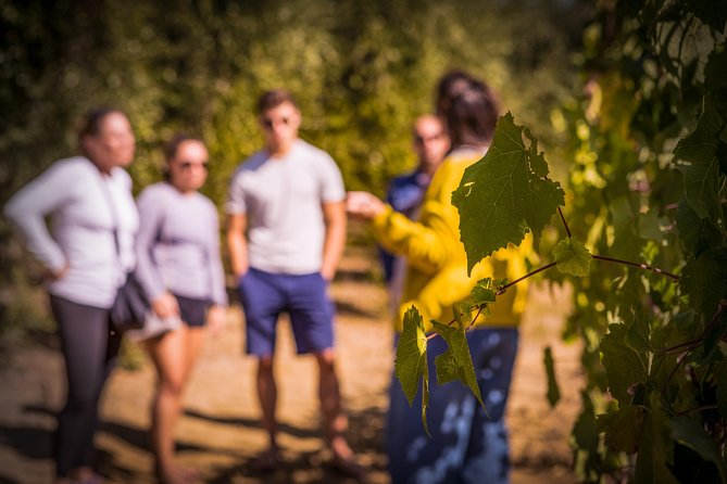 Wine Tasting & Tour Premium - Key Points