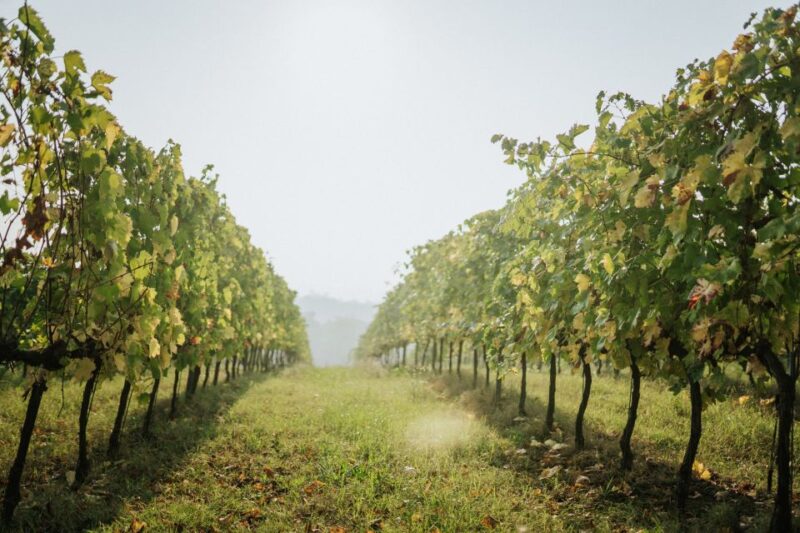 Wine tasting tour with olive oil and salami - Discover the Authentic Taste of Emilia-Romagna with a Wine Tasting Tour