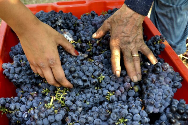 Wine tasting tour with olive oil and salami - Who Will Most Enjoy This Experience?