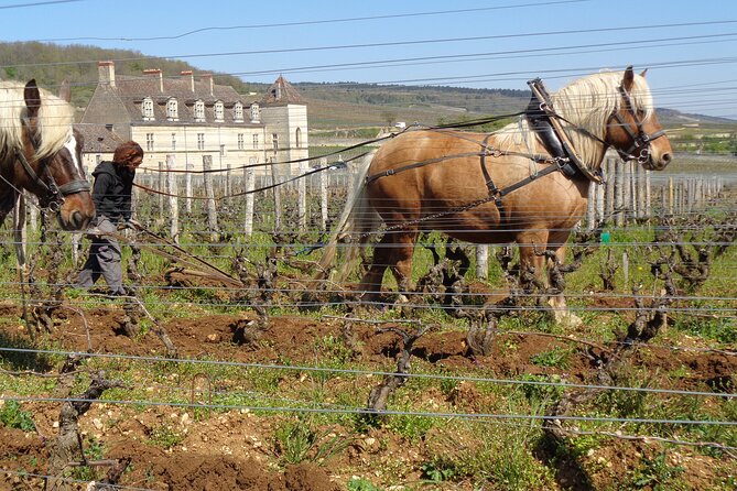 "Wine tasting tours in Burgundy" - What’s Included and What to Budget For