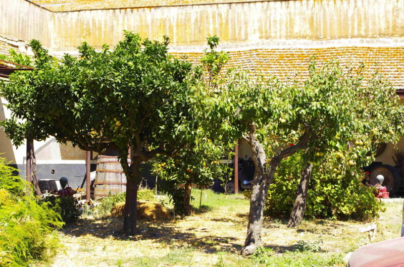 Wine Tasting whit Painting Lesson in Baglio Florio - Explore Authentic Sicilian Culture with Wine and Art at Baglio Florio