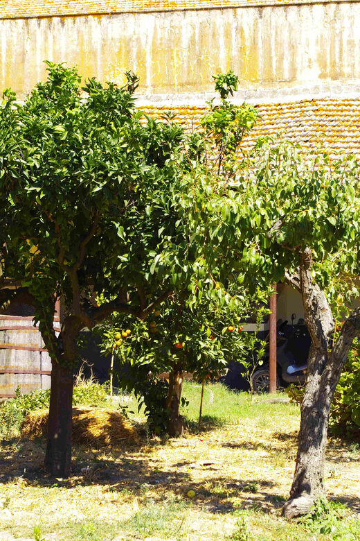 Wine Tasting whit Painting Lesson in Baglio Florio - Experience a Creative Painting Lesson with a Professional Artist