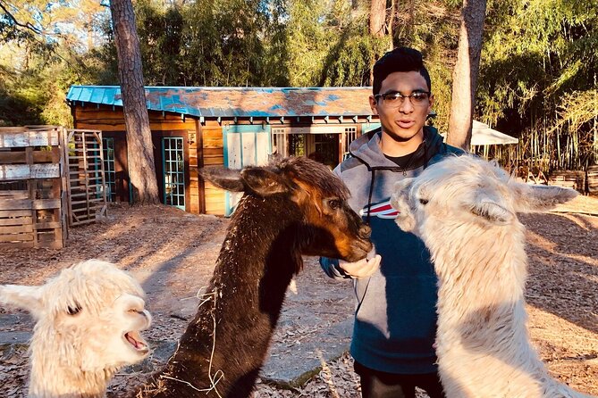 Wine Tasting with Llamas, Alpacas and Guanacos - Experience a Unique Blend of Wine and Farm Animals in Atlanta
