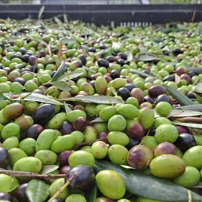 Wine Tasting with Local Food near Montepulciano - Discover the Charm of Tuscany’s Artisan Wines Near Montepulciano