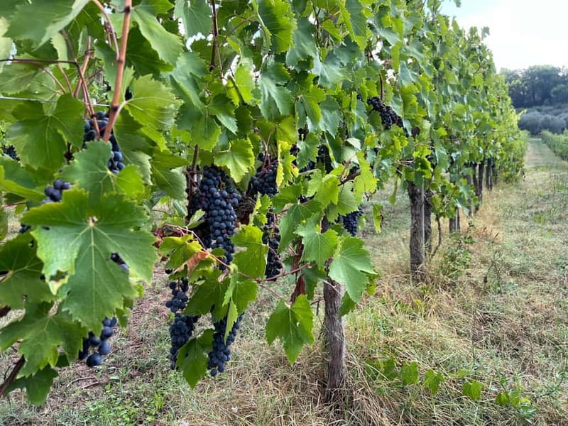 Wine Tasting with Local Food near Montepulciano - Enjoy a Traditional Tuscan Dish Based on Seasonality