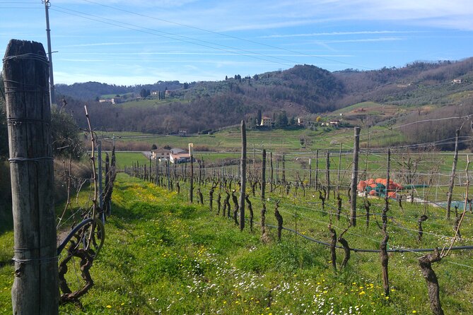 Wine tour and lunch in Lucca area - The Charm of the Tuscan Countryside and Hilltop Villages