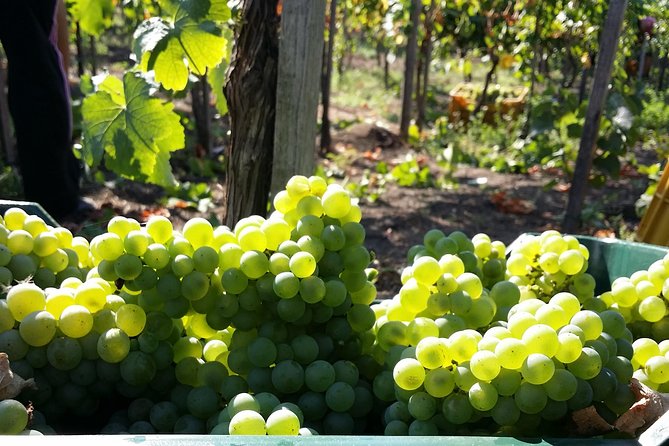 Wine Tour and Lunch with Winetasting and Vineyard Visit - Explore the Naples Countryside on a Wine Tour with Tasting and Lunch