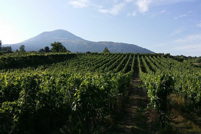 Wine Tour and Lunch with Winetasting and Vineyard Visit - A Hearty, Traditional Lunch Paired with Local Wines