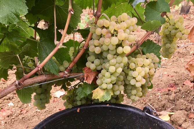 Wine tour and tasting in Burgundy - Logistics and Meeting Point Details