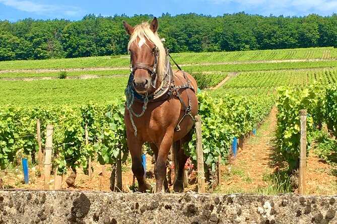 Wine tour and tasting in Burgundy - Final Thoughts on the Burgundy Wine Tour in Meursault