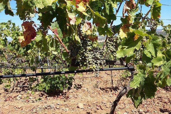 Wine tour aroud vineyards of Cagliari - Guided Tasting of Two Sardinian Wines