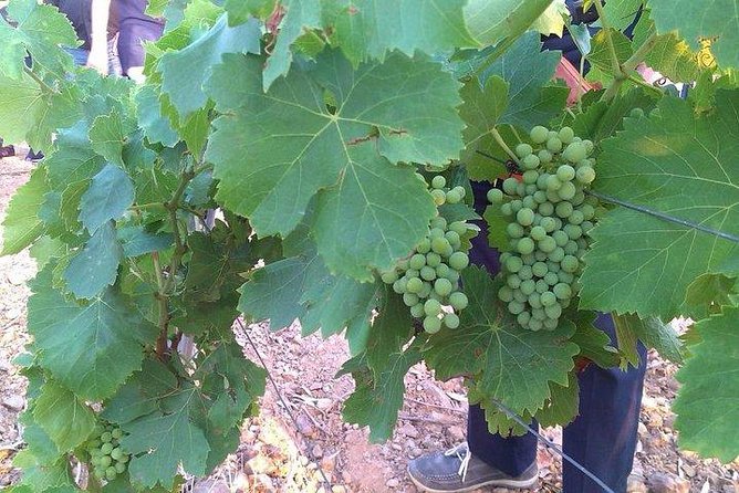 Wine tour aroud vineyards of Cagliari - Accessibility and Practical Tips