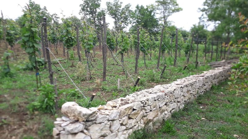 Wine Tour by Winemaker - A Journey Through the Imeretian Countryside