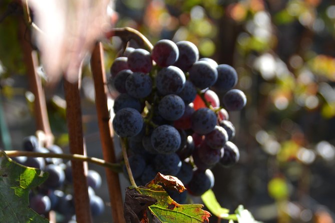 Wine Tour Experience for Family or friend's group - Exploring Ravello: The Music Village and Its Views