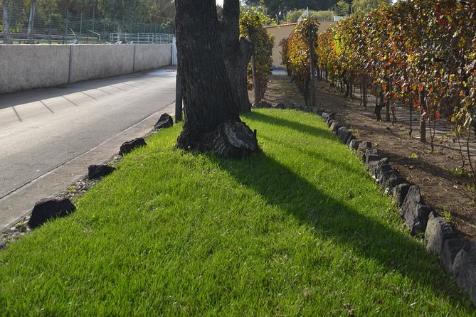 Wine Tour Experience for Family or friend's group - The Unique Appeal of the Winery Near Pompeii