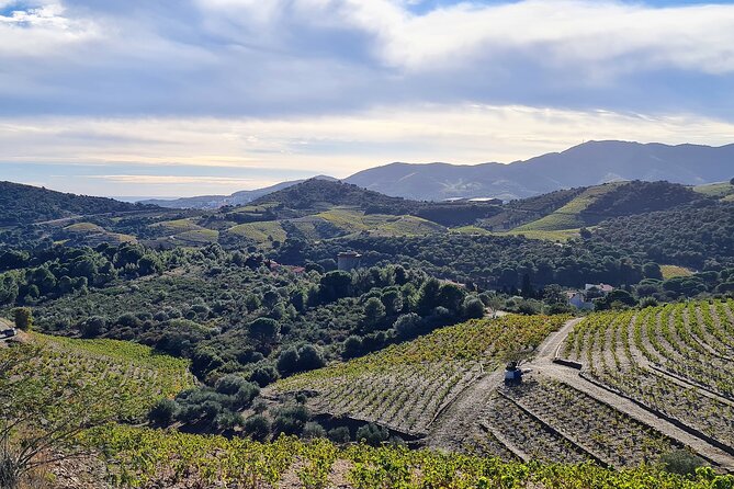 Wine Tour in Roussillon: Picnic & Tasting Day - Key Points