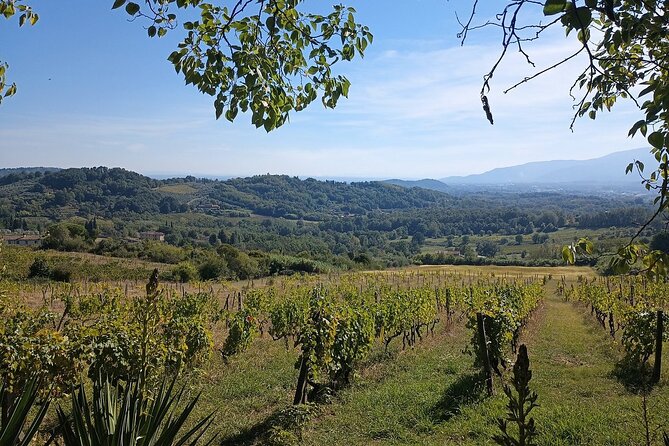 Wine Tour in the Countryside of Lucca with Lunch - with Minivan - Authentic Tuscan Lunch and Wine Pairing