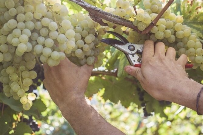 Wine Tour (lunch included) - Discovering the Unique Tintore Grape and Its Peculiarities