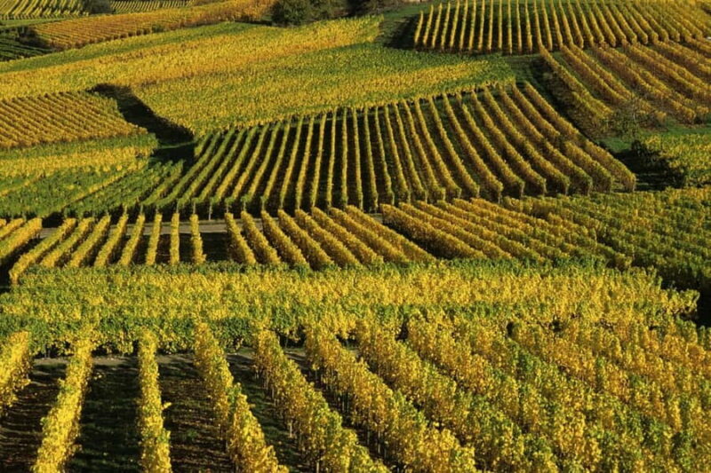 Wine tour of the Alsace wine route - Exploring the Alsace Wine Route with Best Vtc Strasbourg