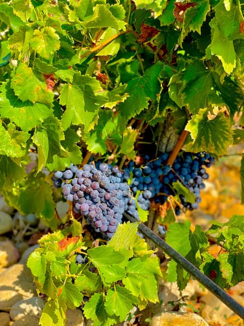 Wine Tour: On the Way to Chateauneuf du Pape - An Engaging Wine Journey Through the South of France