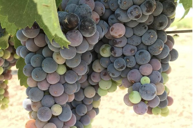 Wine Tour Pros - Napa Valley Wine Tour and Transportation - The Experience of a Premium Chauffeured Tour