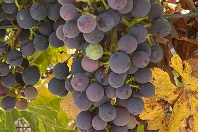 Wine Tour Pros - Wine Tour in Napa Valley: SUV For Up To 6 Guests - Private Luxury SUV Transportation for Up to Six Guests