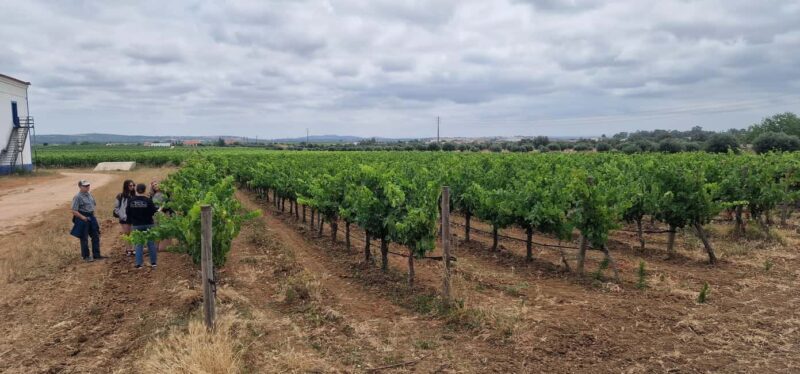 Wine Tour, Tiles Factory near Lisbon - Tasting Cheese and More Wine in Azeitão