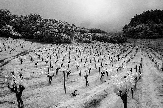 Wine tour up to 6 passengers - Wine Tasting in a Private Setting