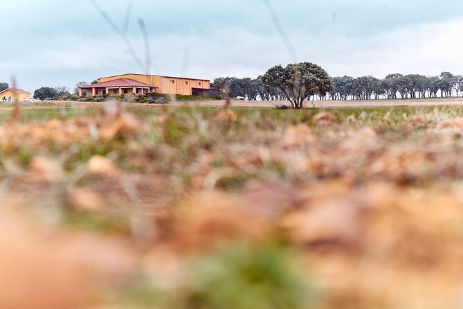 Wine tourism: Wine tasting - Exploring the Vineyards by Buggy in Valdevimbre