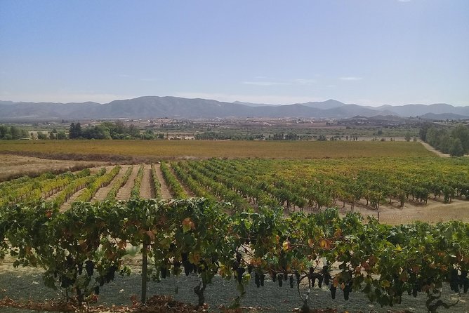 wine tours and driver service through valle de guadalupe, Ensenada B.C. Mexico - Key Points
