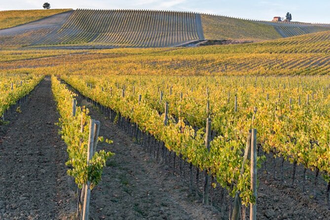 Wine Tuk Tour Siena - Key Points