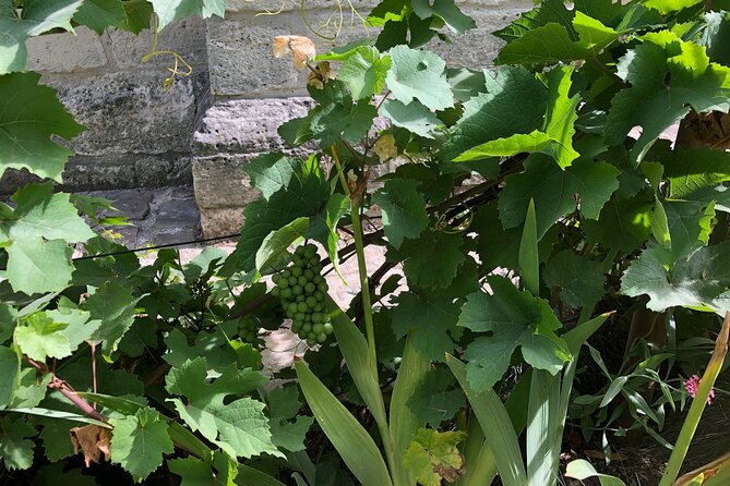 Wine Walk & Tasting in Saint-Germain-des-Prés - Meeting Point and Tour Logistics