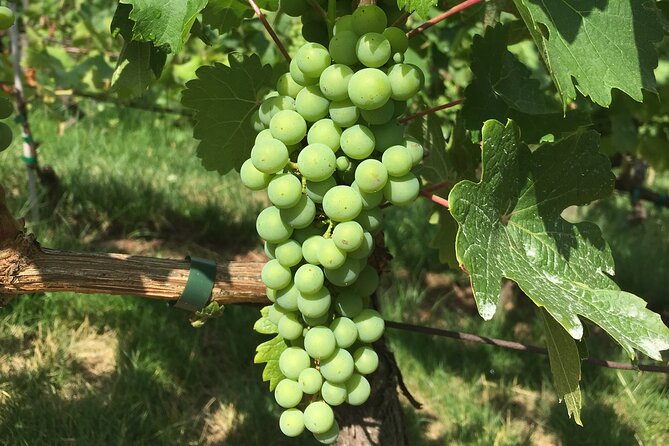 Wine Walk & Tasting in Saint-Germain-des-Prés - End at the Vibrant Marché Saint-Germain-des-Prés
