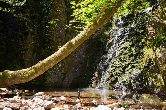 Wine & Wellness Tour in Napa Valley - Gourmet Lunch with Wine Pairing in a Scenic Setting