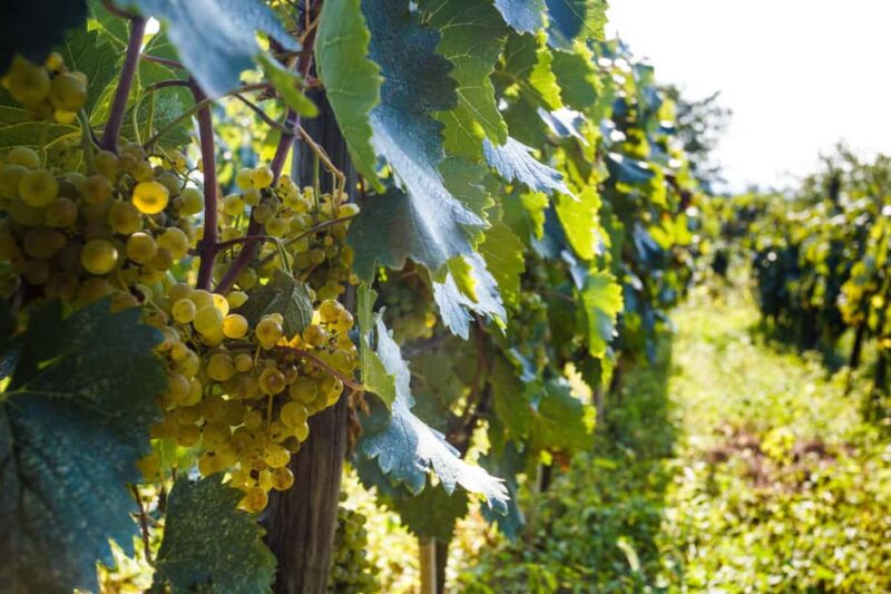 Winery Bike Tour from Kutaisi - Wine tasting & Vineyards - Tasting Organic Wines and Georgian Spirits