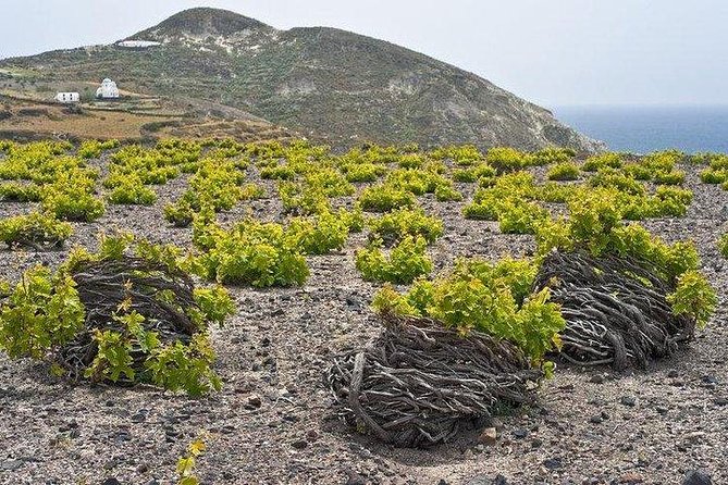 Winery - Oia Sunset Tour - Convenient Logistics with Transfers and Guided Service