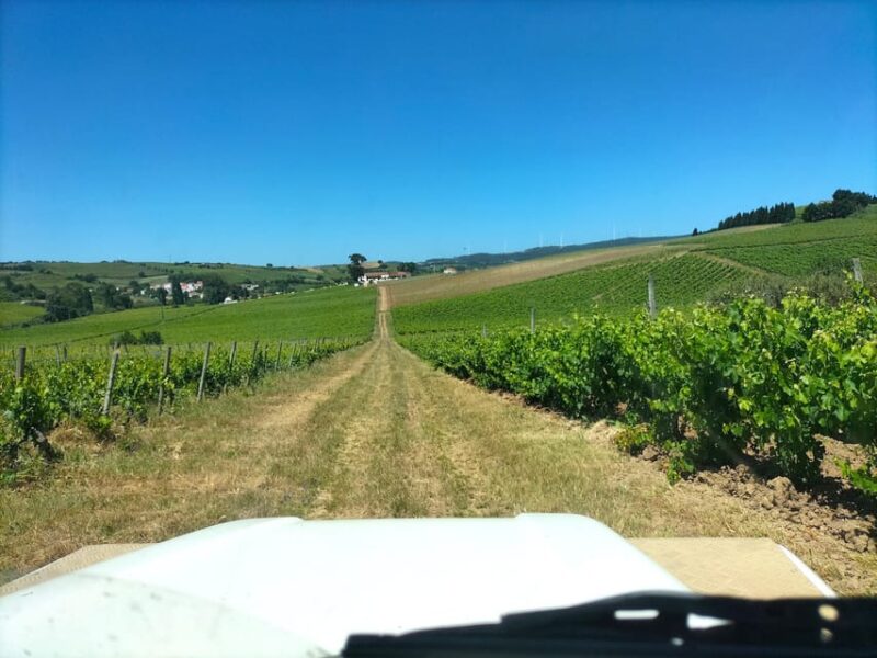 Winery, Tastings & 4WD Vineyards: Half-Day Trip from Lisbon - Off-Road Vineyard Adventures in a Jeep or Buggy