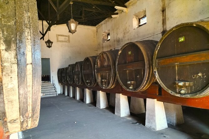 Winery, Tastings & 4WD Vineyards Ride, Half Day Trip from Lisbon - Explore Lisbon’s Vineyards with a Private 4WD or Buggy Tour