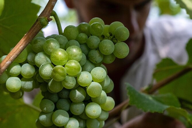 Winery Tour and tasting - Key Points